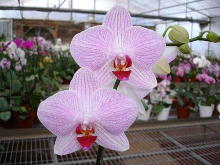 orquidea modelo1 phalaenopsis